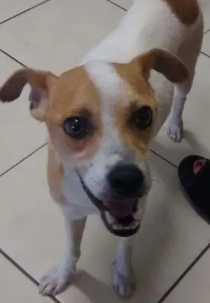 Cachorro raça  idade  nome Didi