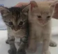 fofinho