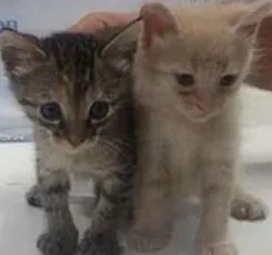 Gato raça  idade Abaixo de 2 meses nome fofinho