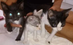 Gato raça SRD idade Abaixo de 2 meses nome Gatinhos