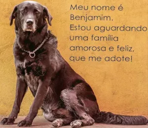 Cachorro raça Labrador idade 6 ou mais anos nome Benjamin