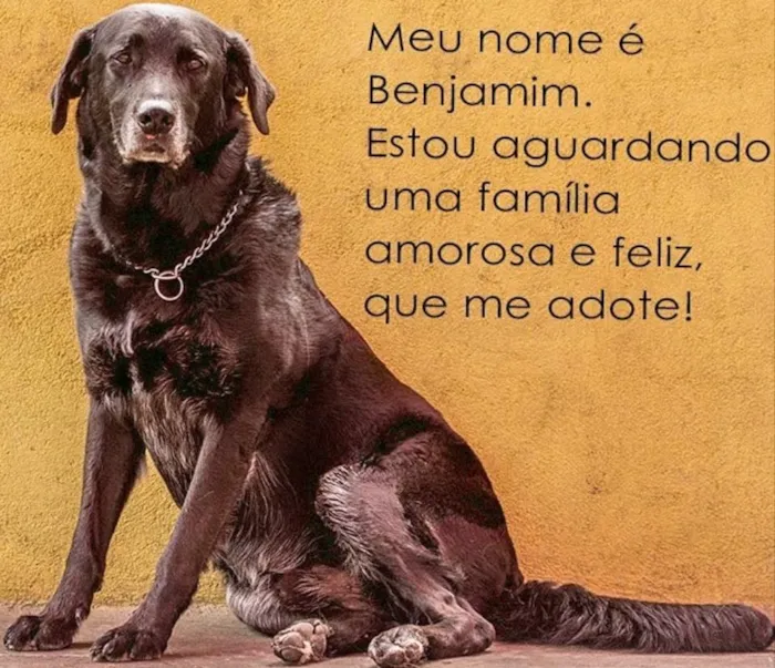 Cachorro ra a Labrador idade 6 ou mais anos nome Benjamin