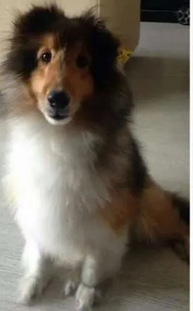 Cachorro ra a  idade 6 ou mais anos nome LOUI