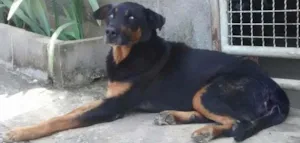 Cachorro raça ROTTEWELLWE MIX idade  nome THOR