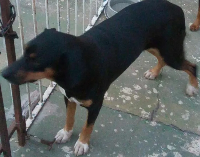 Cachorro ra a SRD idade 2 anos nome Rosa