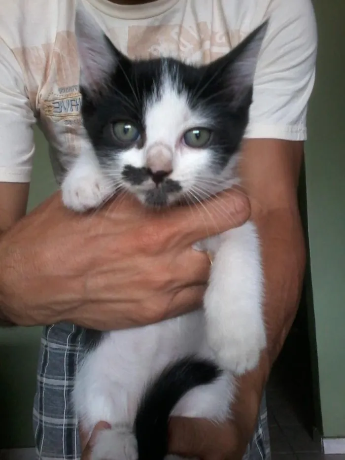 Gato ra a não definida idade 2 a 6 meses nome sem nomes