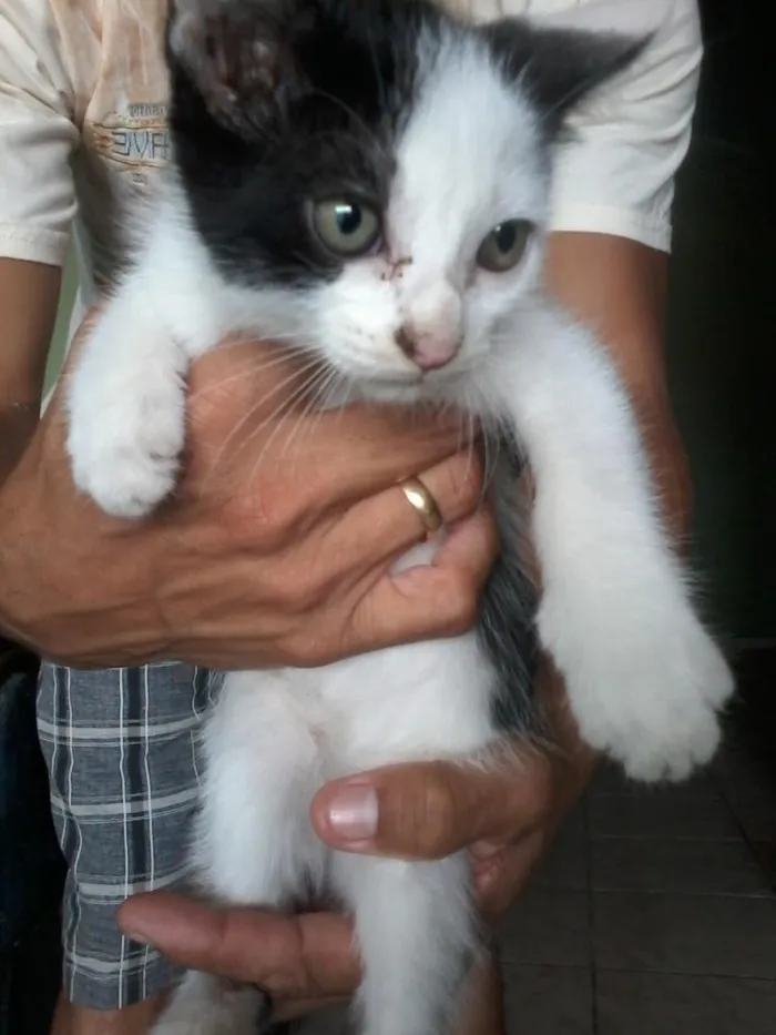 Gato ra a não definida idade 2 a 6 meses nome sem nomes