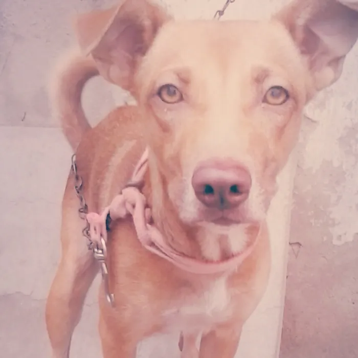 Cachorro ra a RDF idade 3 anos nome Dully