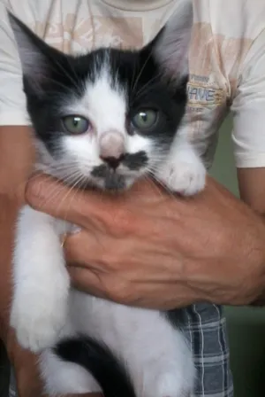 Gato raça não definida idade 2 a 6 meses nome sem nomes