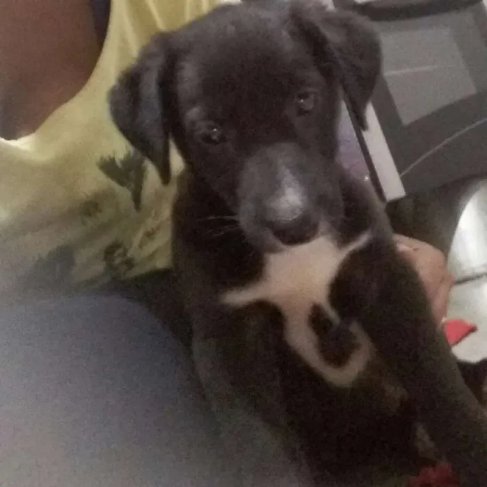 Cachorro ra a Vira lata idade 2 a 6 meses nome Sem nome