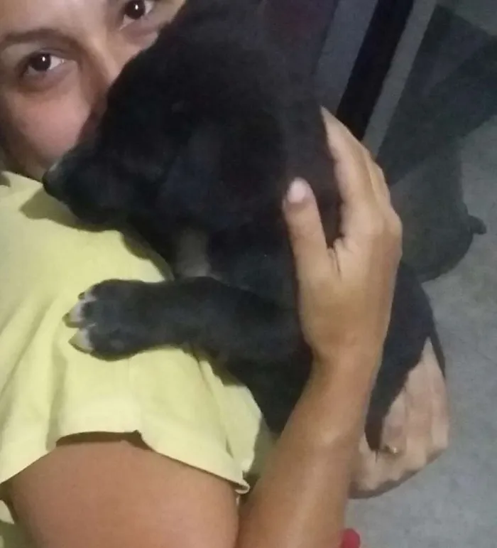 Cachorro ra a Vira lata idade 2 a 6 meses nome Sem nome