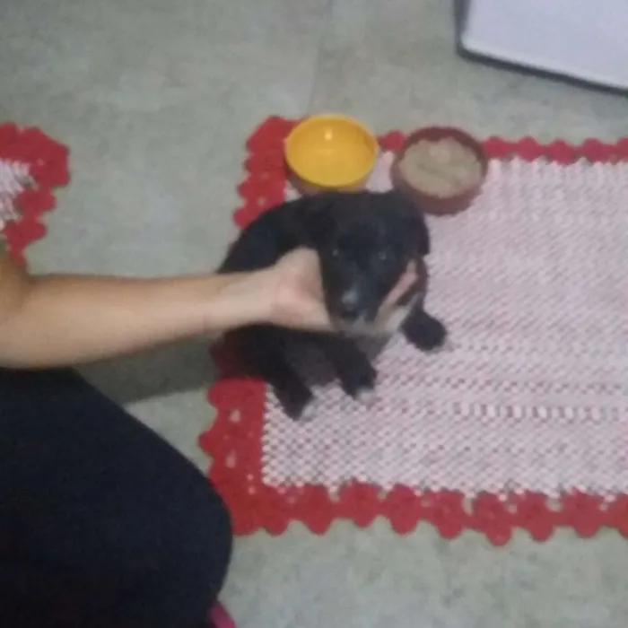 Cachorro ra a Vira lata idade 2 a 6 meses nome Sem nome