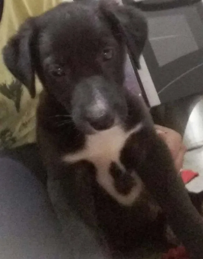 Cachorro ra a Vira lata idade 2 a 6 meses nome Sem nome