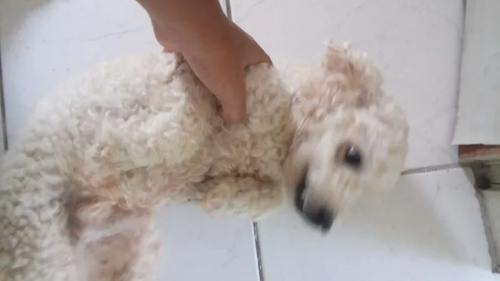 Cachorro ra a Poodle idade 5 anos nome varios