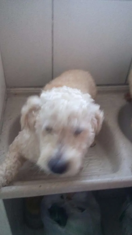 Cachorro ra a Poodle idade 5 anos nome varios