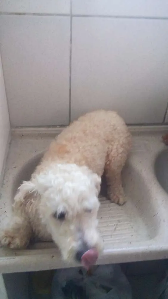 Cachorro ra a Poodle idade 5 anos nome varios