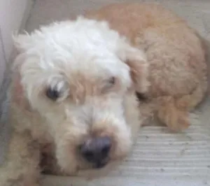 Cachorro raça Poodle idade 5 anos nome varios