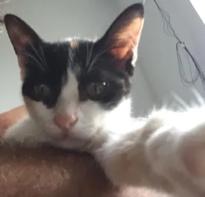 Gato raça Srd idade 2 a 6 meses nome Flor