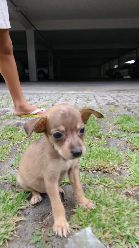 Cachorro ra a RND idade Abaixo de 2 meses nome Nina