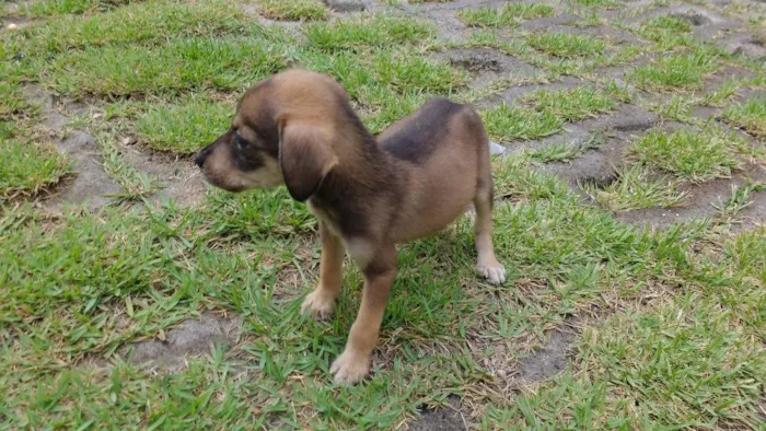 Cachorro ra a RND idade Abaixo de 2 meses nome Rafaela