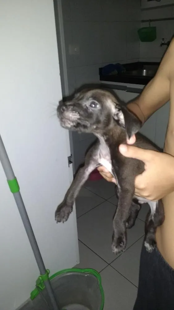 Cachorro ra a RND idade Abaixo de 2 meses nome Beta