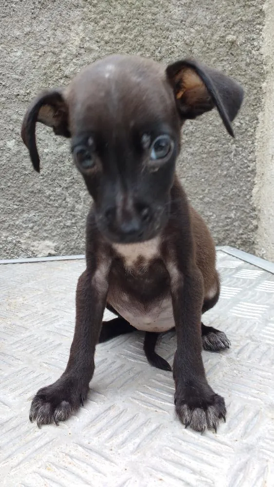 Cachorro ra a RND idade Abaixo de 2 meses nome Beta