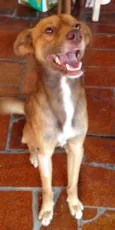 Cachorro raça Srd idade 7 a 11 meses nome BUD