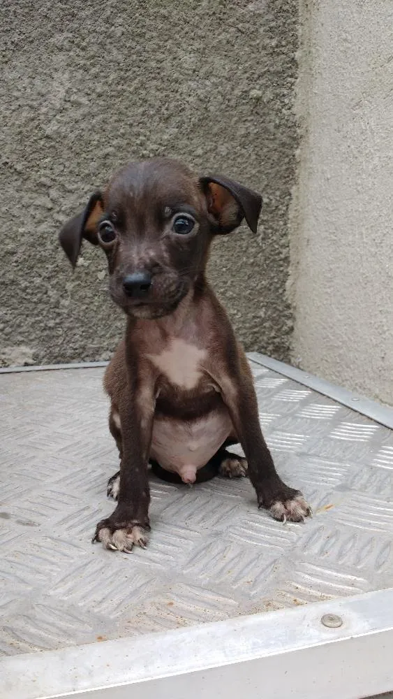 Cachorro ra a RND idade Abaixo de 2 meses nome Michael