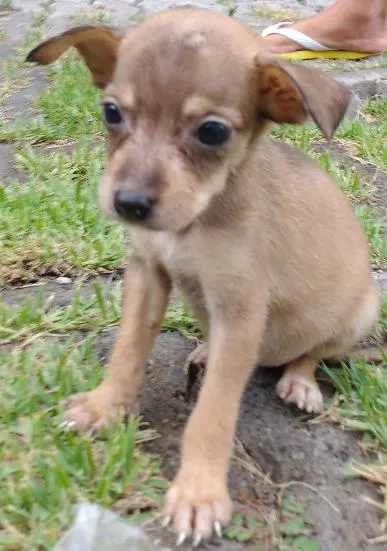 Cachorro ra a RND idade Abaixo de 2 meses nome Nina