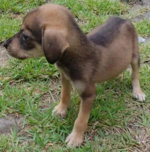 Cachorro raça RND idade Abaixo de 2 meses nome Rafaela