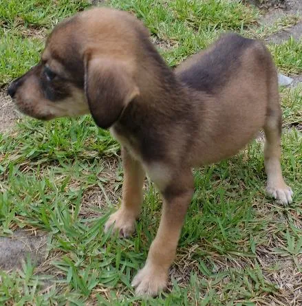 Cachorro ra a RND idade Abaixo de 2 meses nome Rafaela