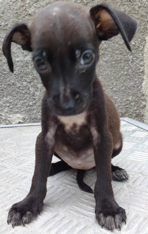 Cachorro ra a RND idade Abaixo de 2 meses nome Beta