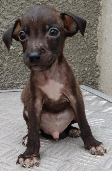 Cachorro ra a RND idade Abaixo de 2 meses nome Michael