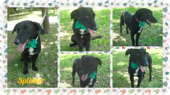 Cachorro ra a SRD idade 1 ano nome Splinter