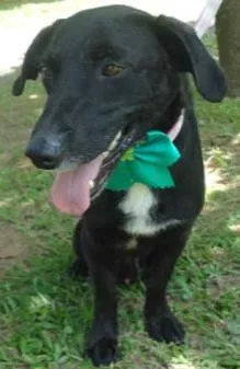 Cachorro raça SRD idade 1 ano nome Splinter