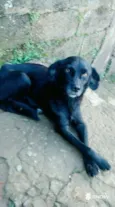 Pretinha