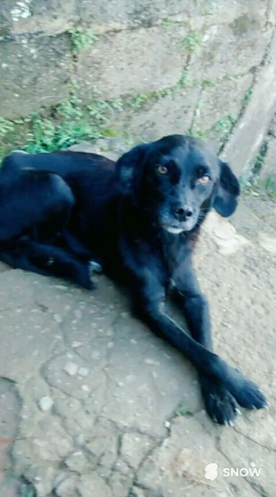 Cachorro ra a  idade 1 ano nome Pretinha