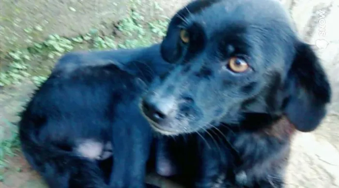 Cachorro ra a  idade 1 ano nome Pretinha