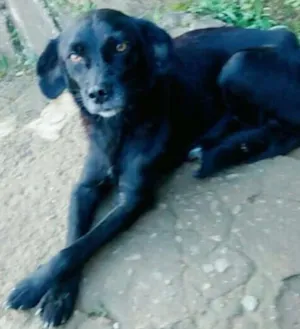 Cachorro raça  idade 1 ano nome Pretinha