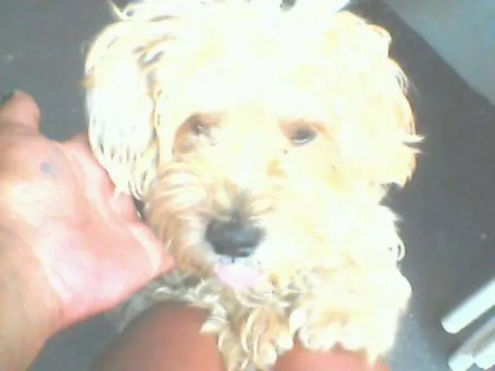 Cachorro ra a Pudoo idade  nome Toto