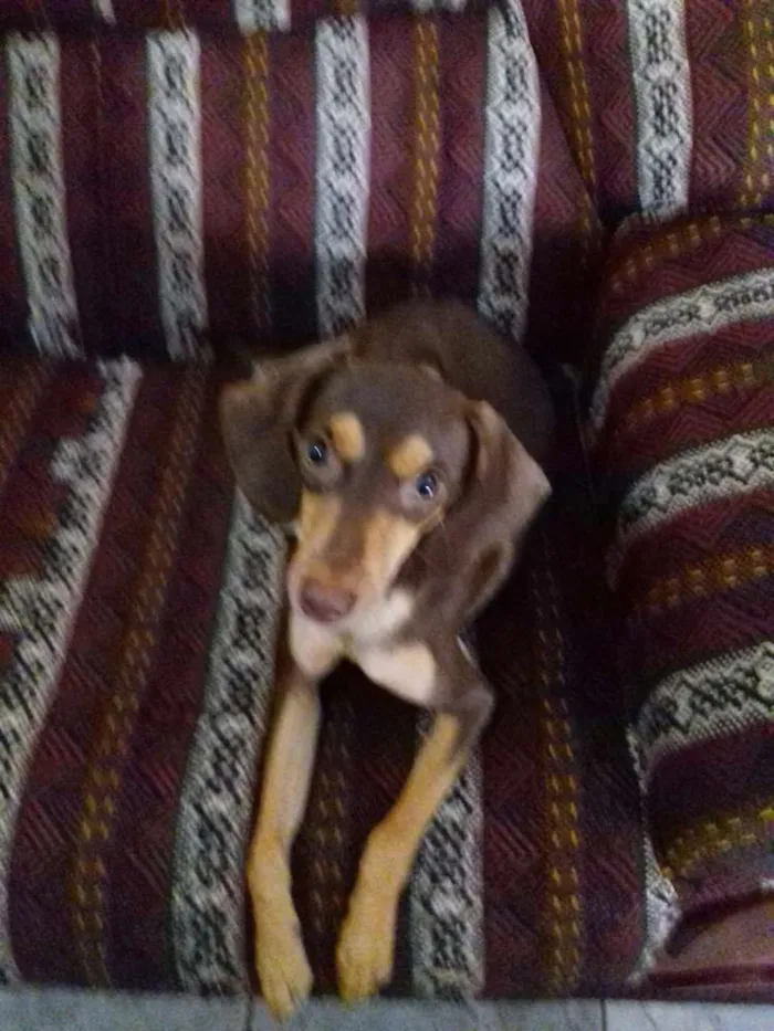 Cachorro ra a  idade 1 ano nome Baby