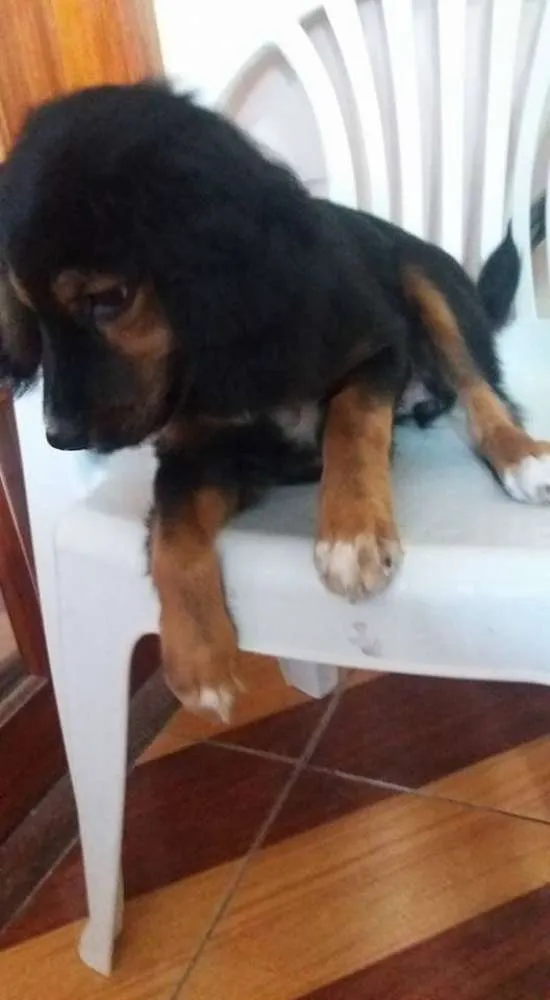 Cachorro ra a SRD idade 2 a 6 meses nome Sofia