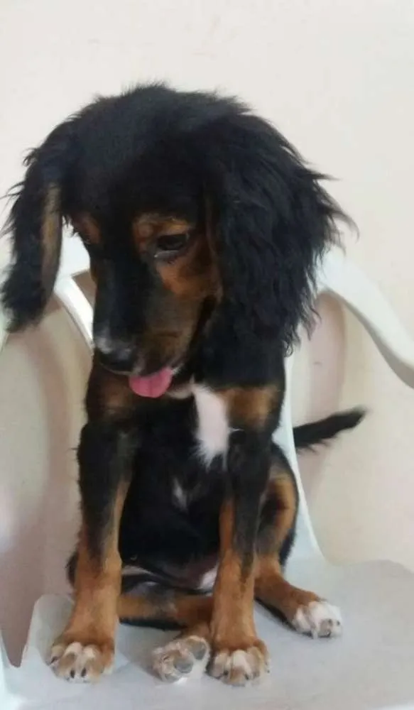 Cachorro ra a SRD idade 2 a 6 meses nome Sofia