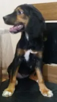 Sofia