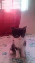 Pepita