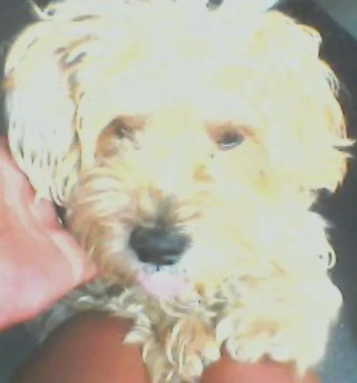 Cachorro ra a Pudoo idade  nome Toto