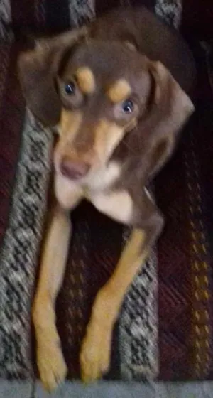 Cachorro raça  idade 1 ano nome Baby