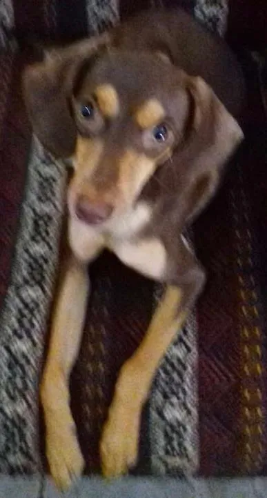 Cachorro ra a  idade 1 ano nome Baby