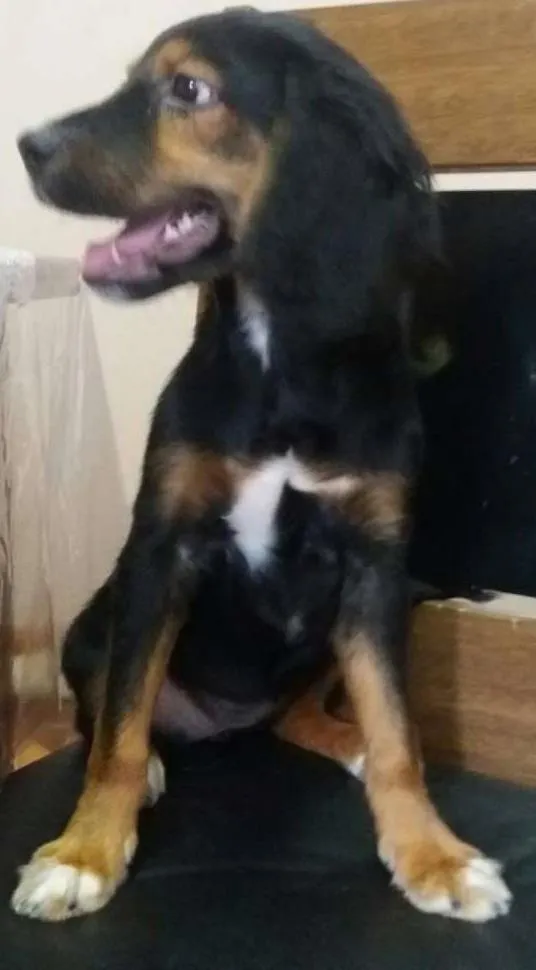 Cachorro ra a SRD idade 2 a 6 meses nome Sofia
