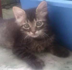 Gato raça srd idade 2 a 6 meses nome Pepita